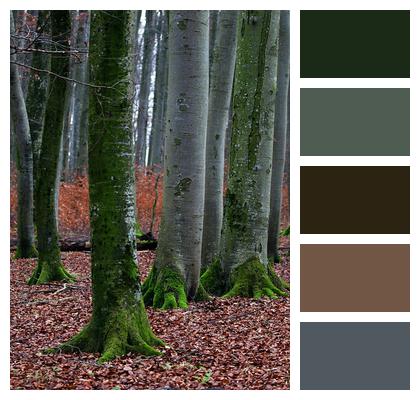 November Trees Autumn Forest Forest Floor Tree Trunks Fall Wood Mood Forest Nature Image